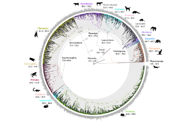Mammal tree of life. Credit: Mario dos Reis Barros and Sandra Alvarez-Carretero.